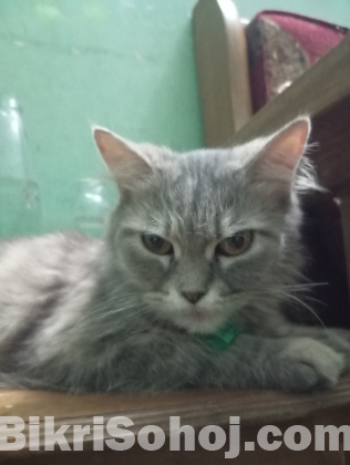 Parsian bidesi biral